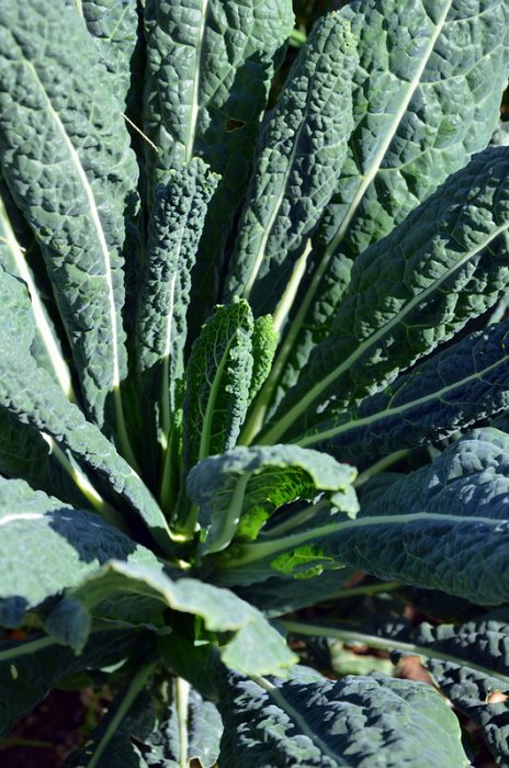 Brassica x 'Noir de Toscane'